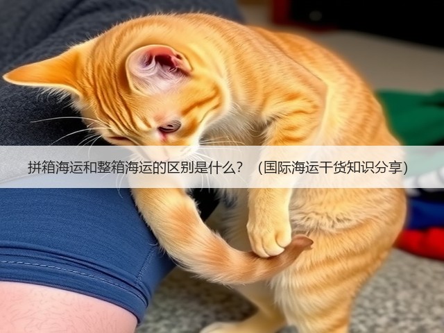 拼箱海运和整箱海运的区别是什么？（国际海运干货知识分享）(图3)