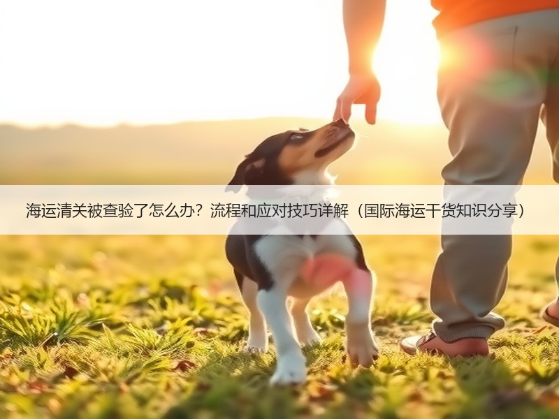 海运清关被查验了怎么办？流程和应对技巧详解（国际海运干货知识分享）
