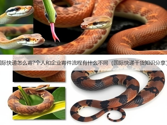 国际快递怎么寄?个人和企业寄件流程有什么不同(国际快递干货知识分享)(图1) 国际快递怎么寄?个人和企业寄件流程有什么不同(国际快递干货知识分享)(图1)