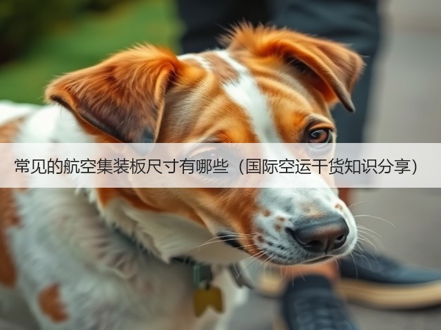 常见的航空集装板尺寸有哪些（国际空运干货知识分享）(图1)