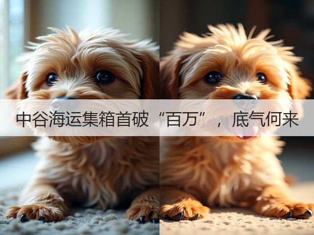 中谷海运集箱首破“百万”，底气何来(图3)